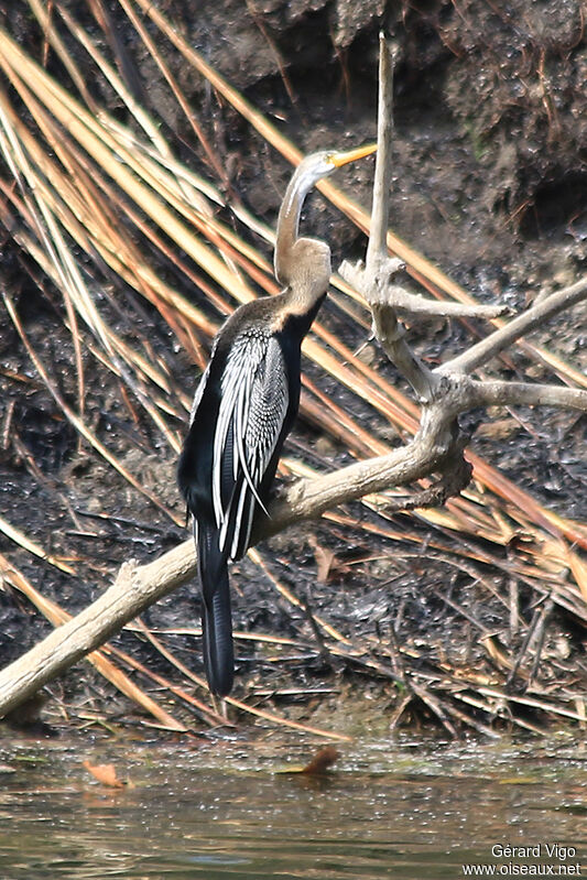 Anhinga rouxadulte