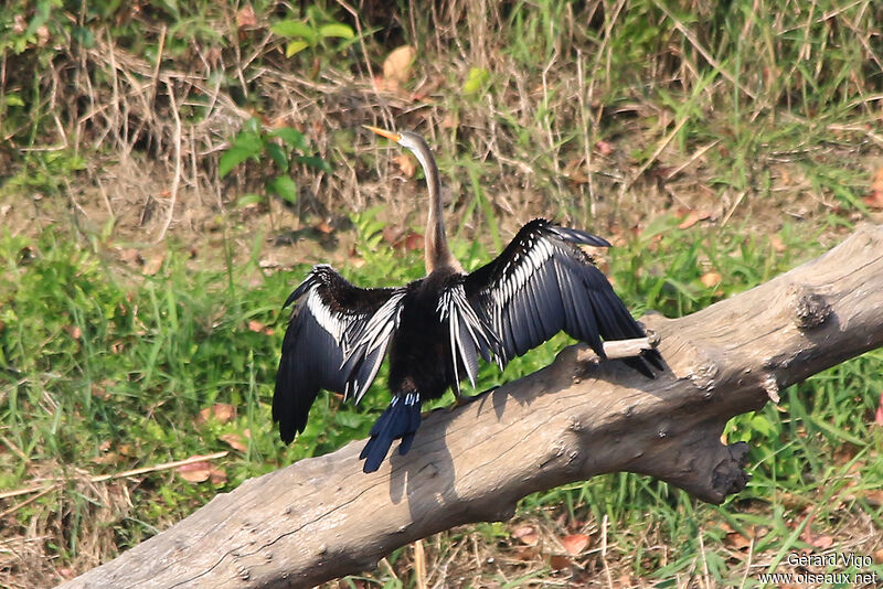 Anhinga rouxadulte