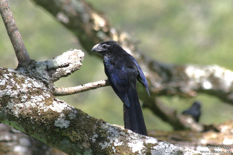 Groove-billed Aniadult