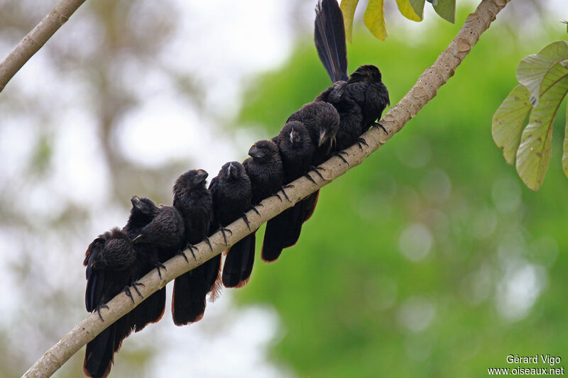 Smooth-billed Aniadult