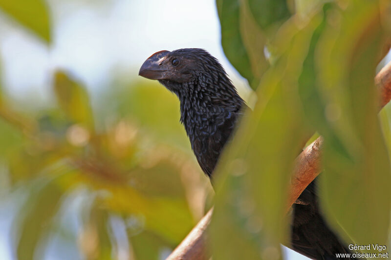 Smooth-billed Aniadult