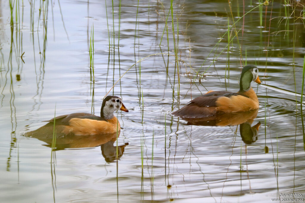 Anserelle naineadulte