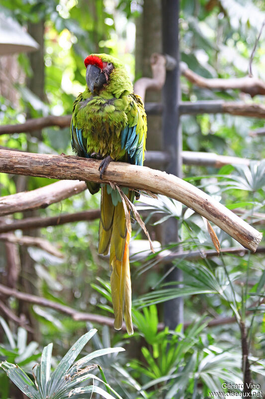 Great Green Macawadult