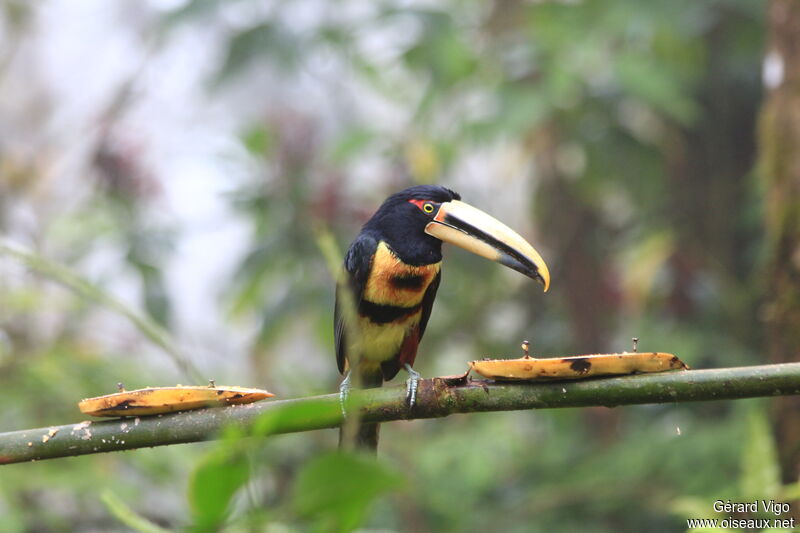 Pale-mandibled Aracariadult