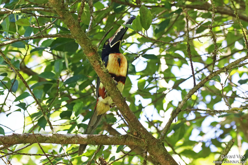 Collared Aracariadult