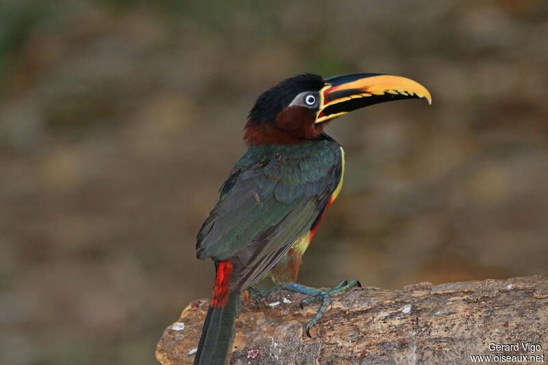 Chestnut-eared Aracariadult