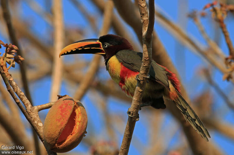 Araçari à oreillons rouxadulte, composition