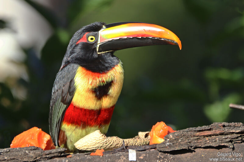 Fiery-billed Aracariadult