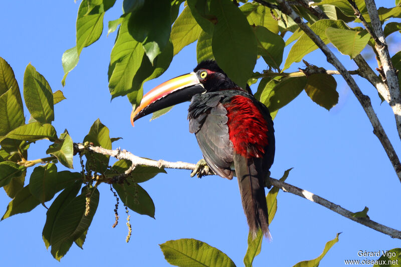 Fiery-billed Aracariadult