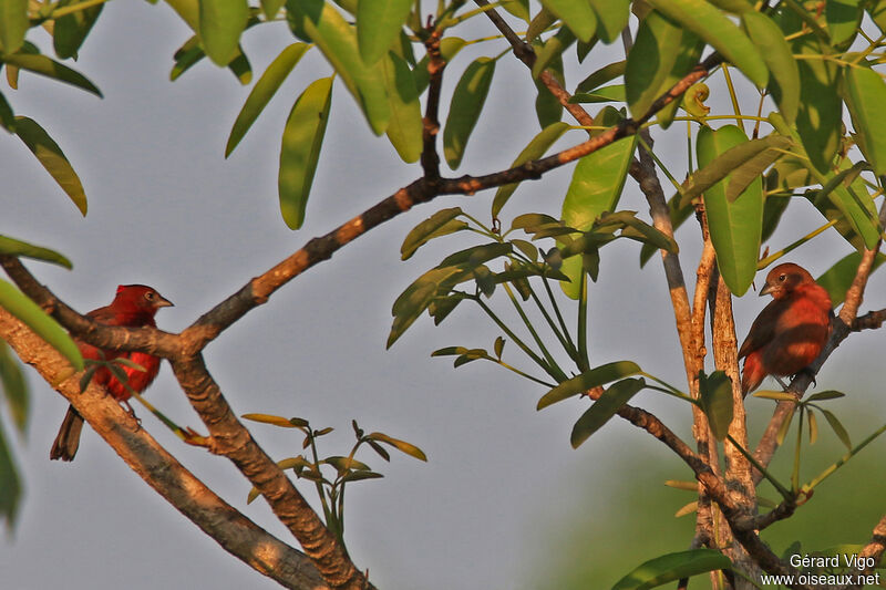 Araguira rougeâtreadulte