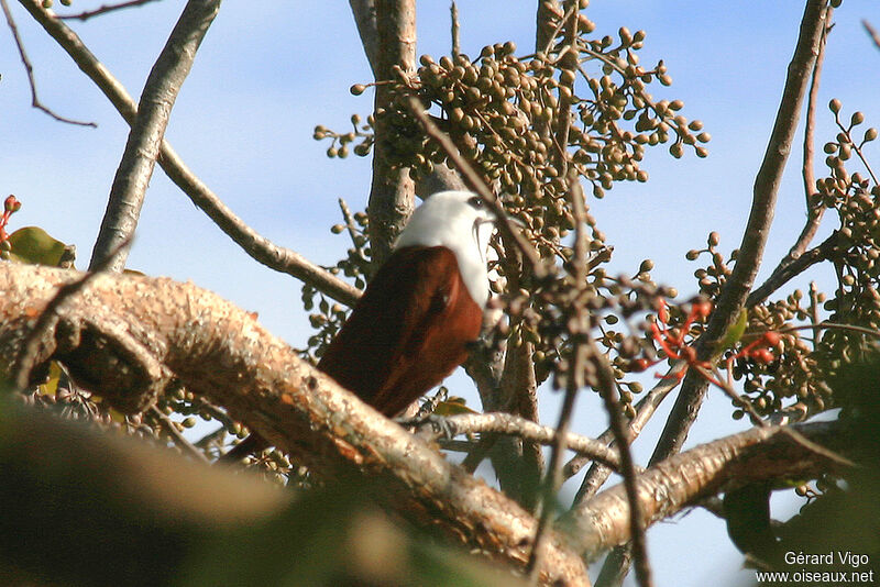 Three-wattled Bellbirdadult