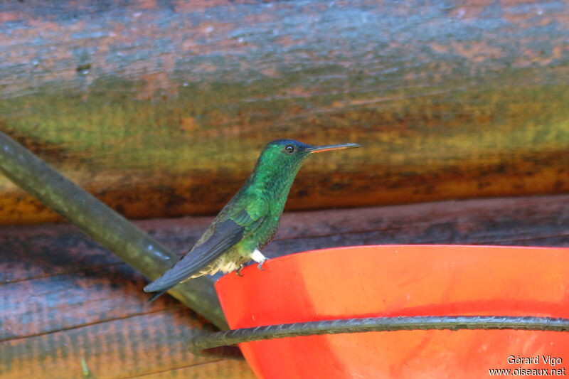 Indigo-capped Hummingbirdadult