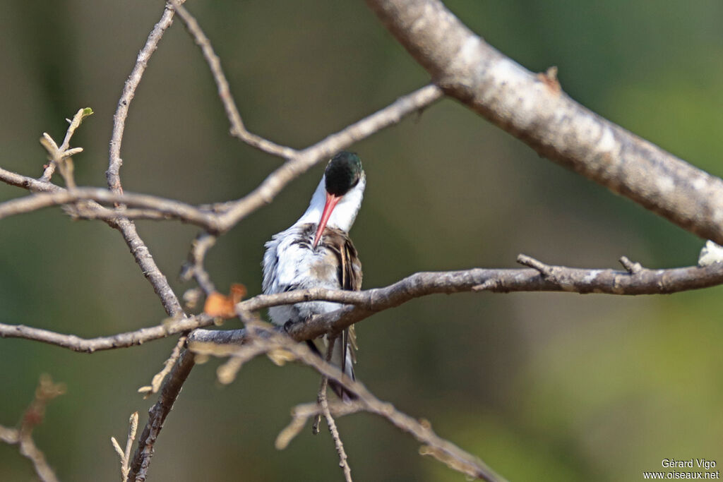 Green-fronted Hummingbird