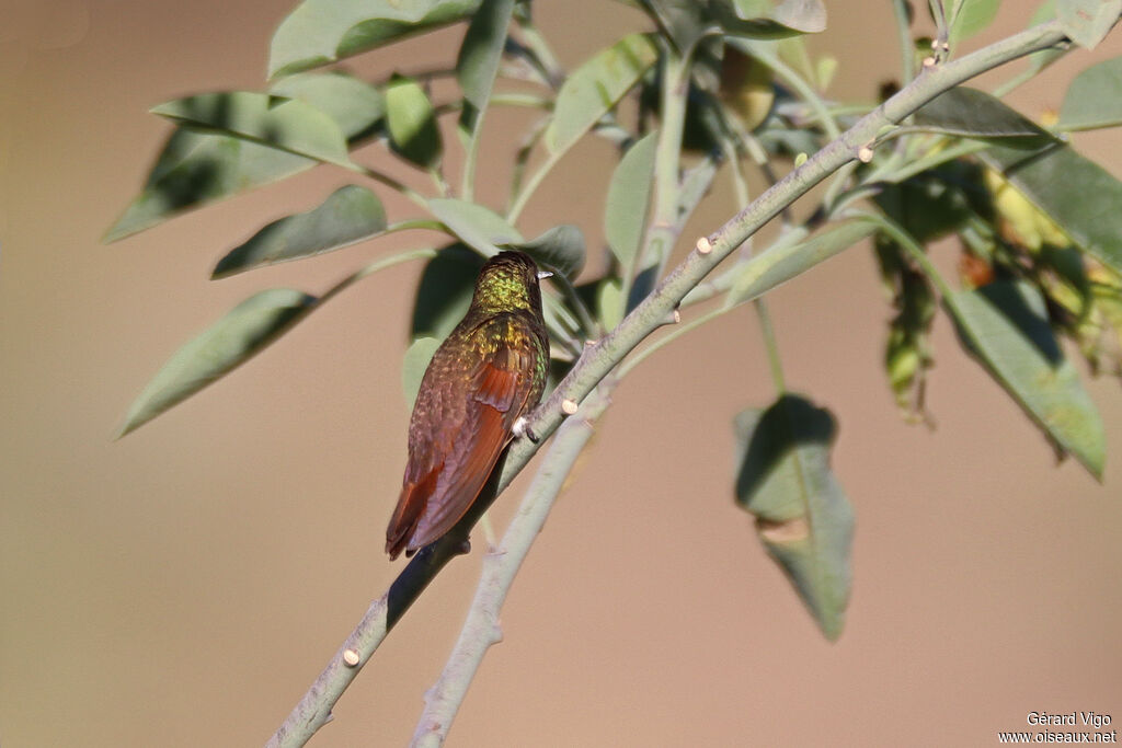 Berylline Hummingbird