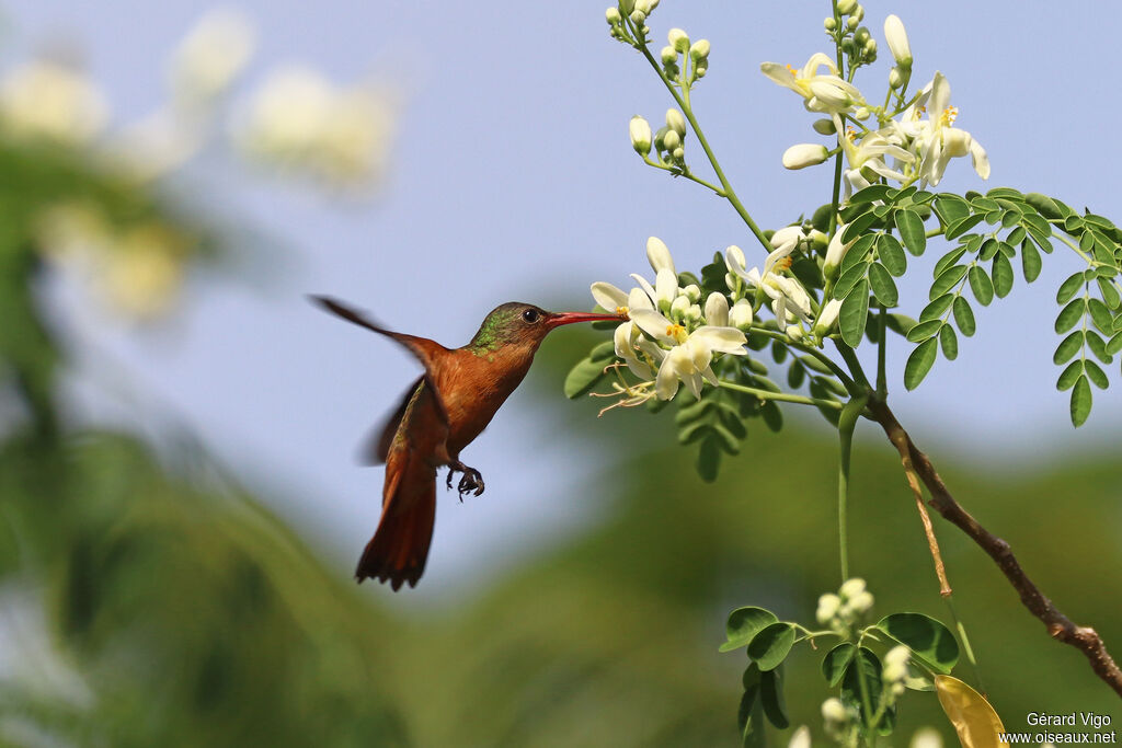 Ariane cannelleadulte