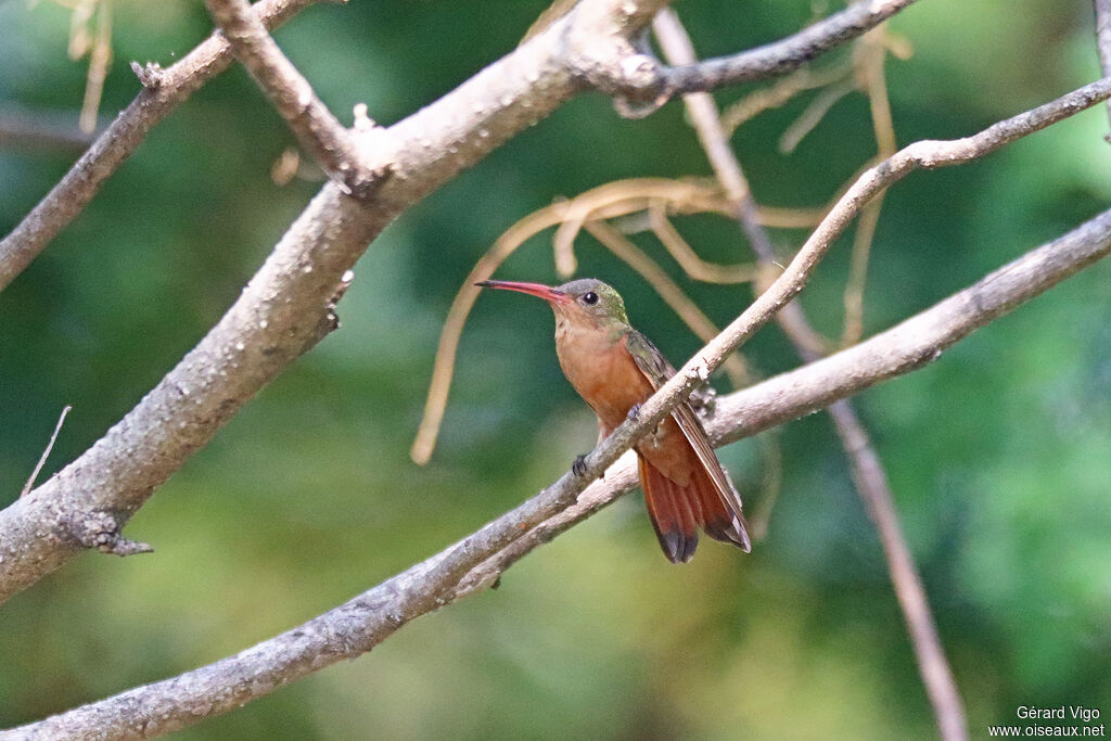 Ariane cannelleadulte