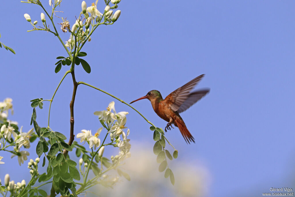 Ariane cannelleadulte
