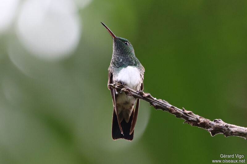 Snowy-bellied Hummingbirdadult