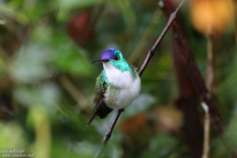 Andean Emerald male adult, close-up portrait