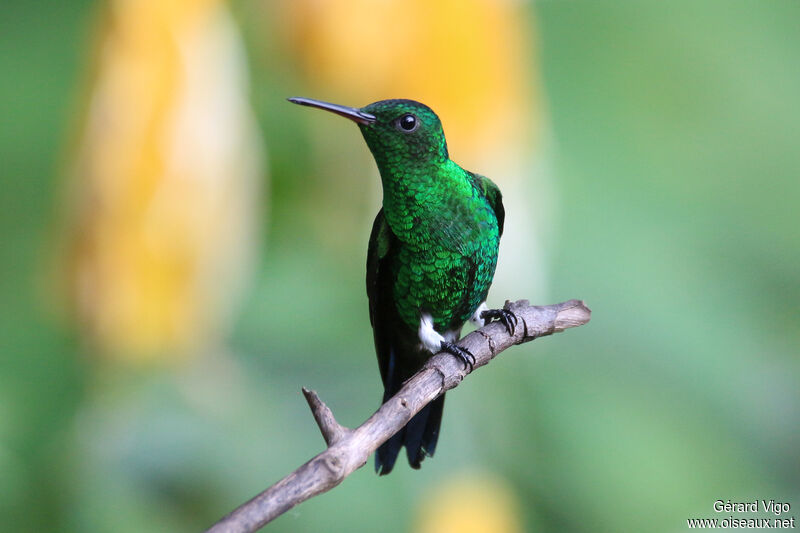 Steely-vented Hummingbirdadult