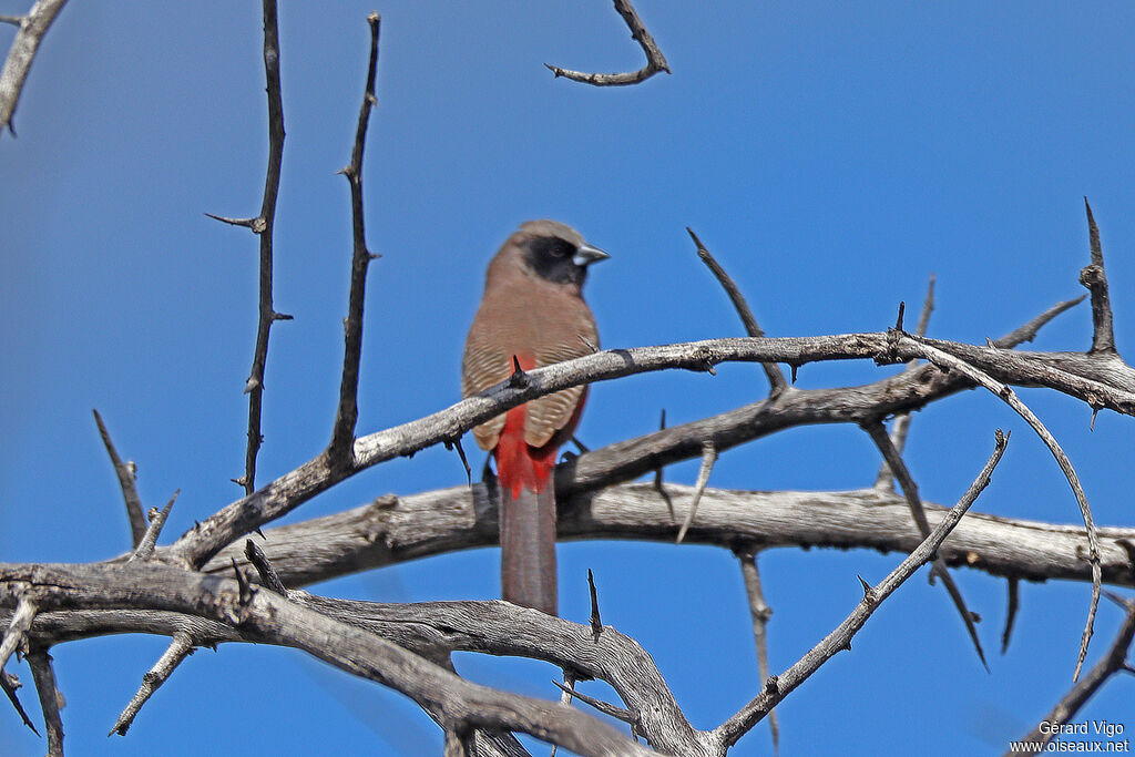 Astrild à moustachesadulte