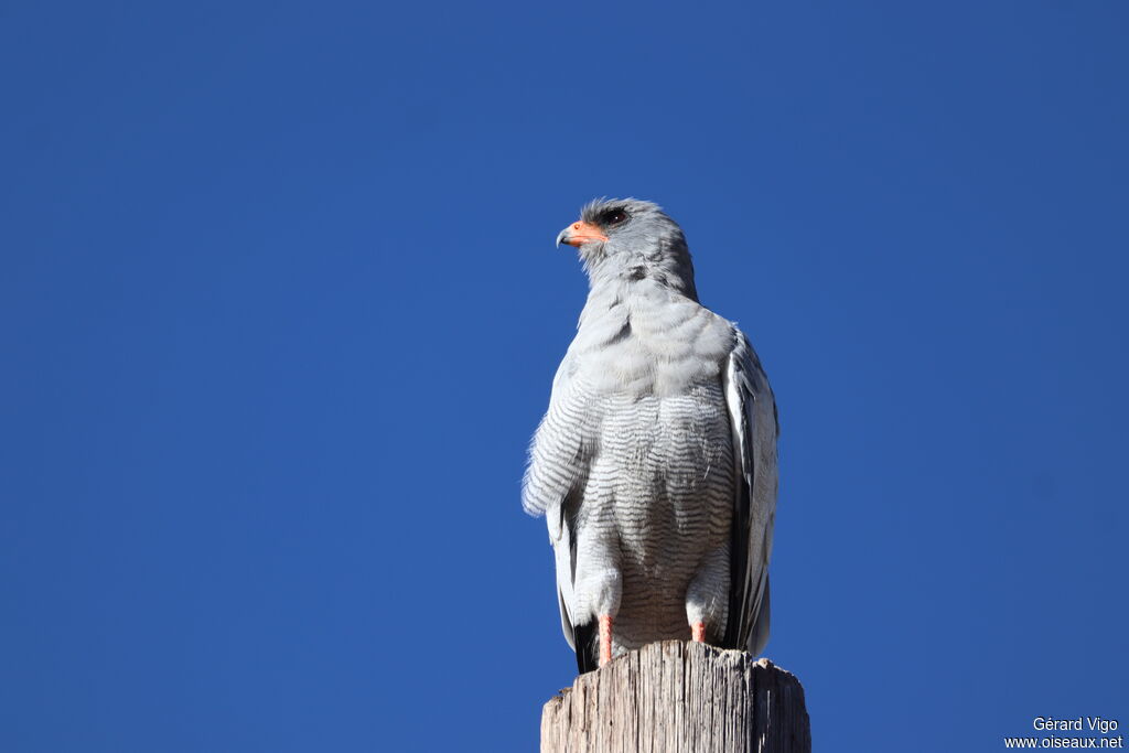 Autour chanteuradulte