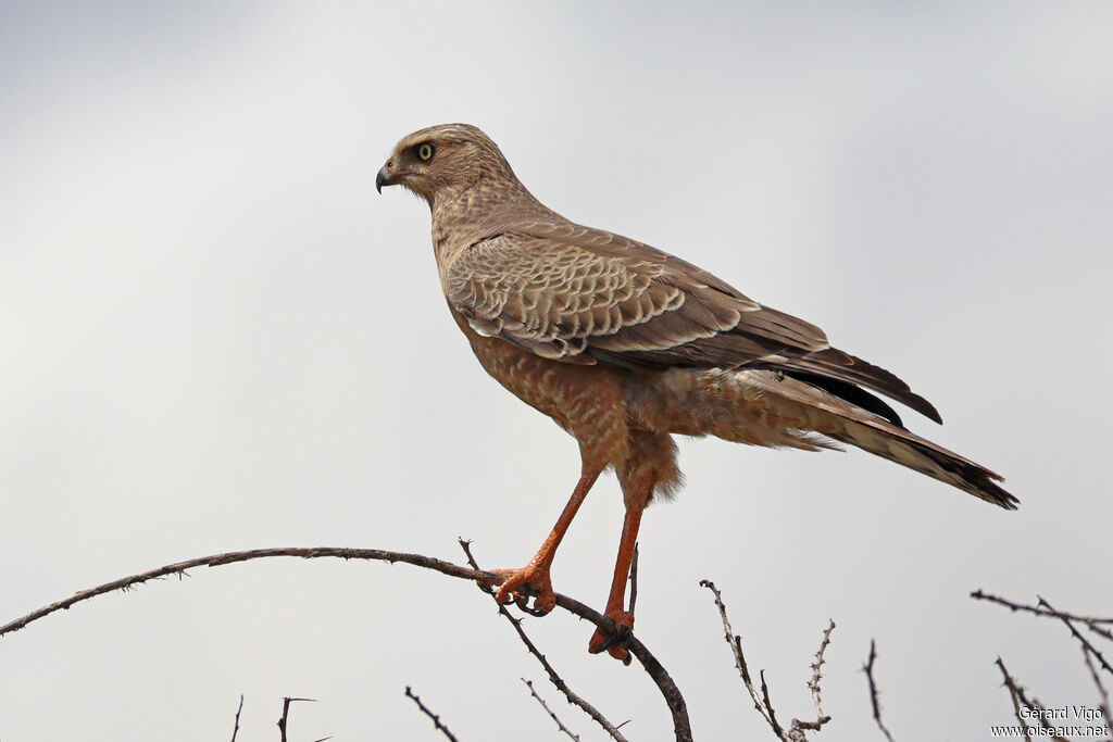Autour chanteurimmature