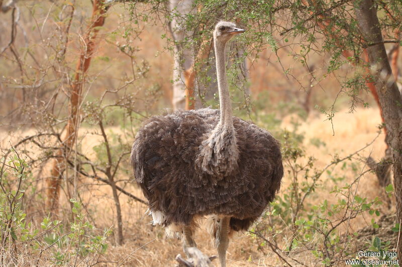 Common Ostrich female adult