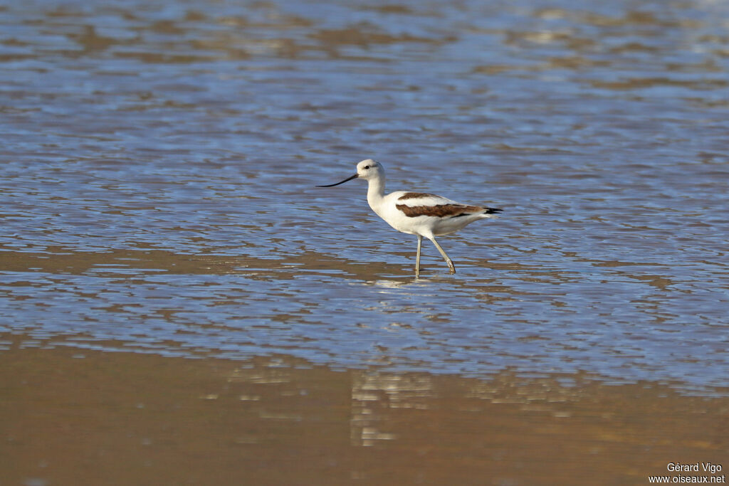 Avocette d'Amérique