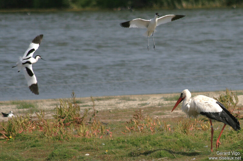 Pied Avocetadult, Flight