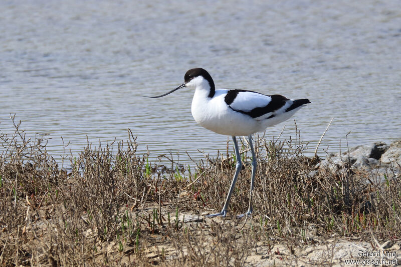 Pied Avocetadult