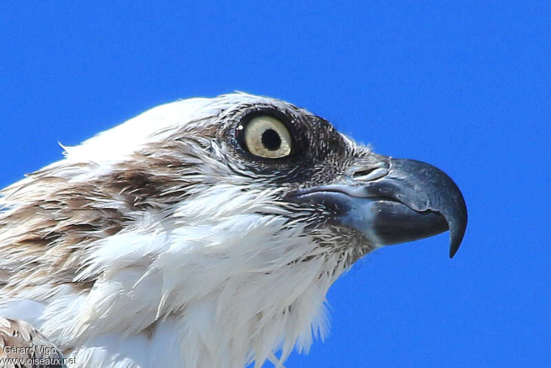 Balbuzard pêcheuradulte, portrait