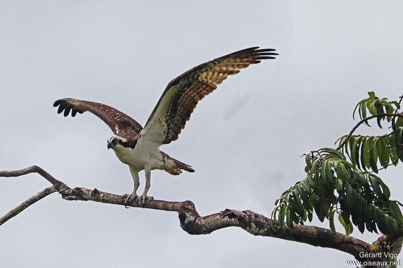 Balbuzard pêcheuradulte