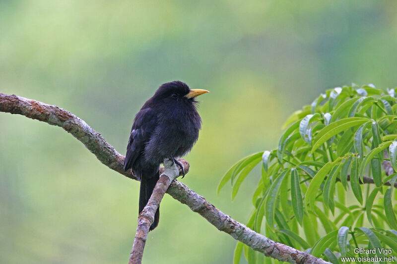 Yellow-billed Nunbirdadult