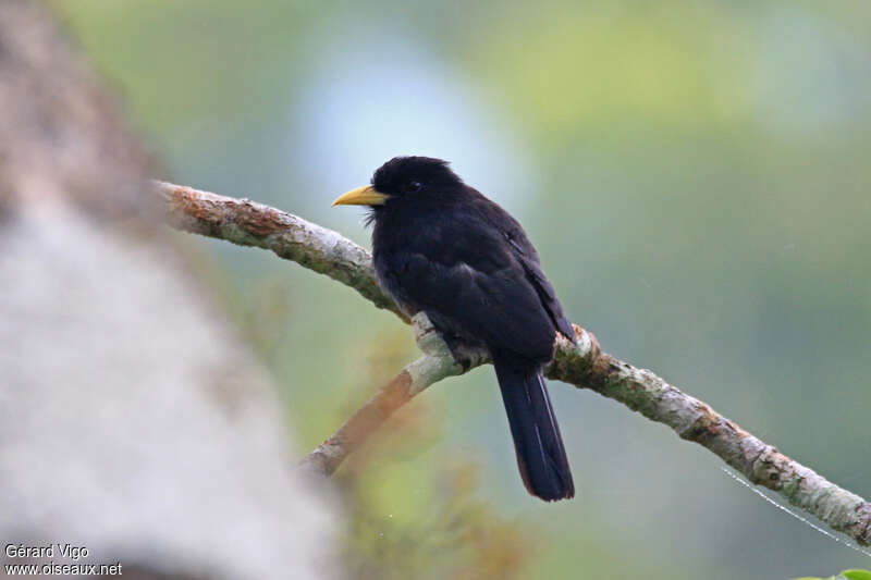 Barbacou à bec jauneadulte, identification