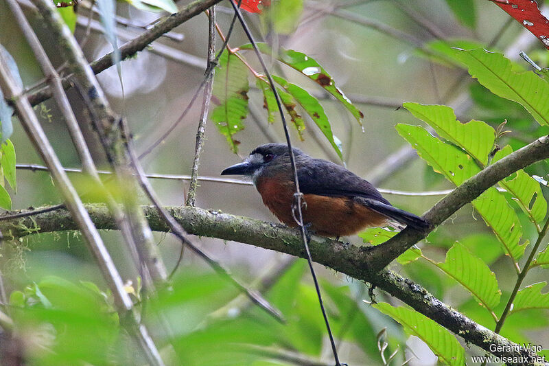 White-faced Nunbirdadult