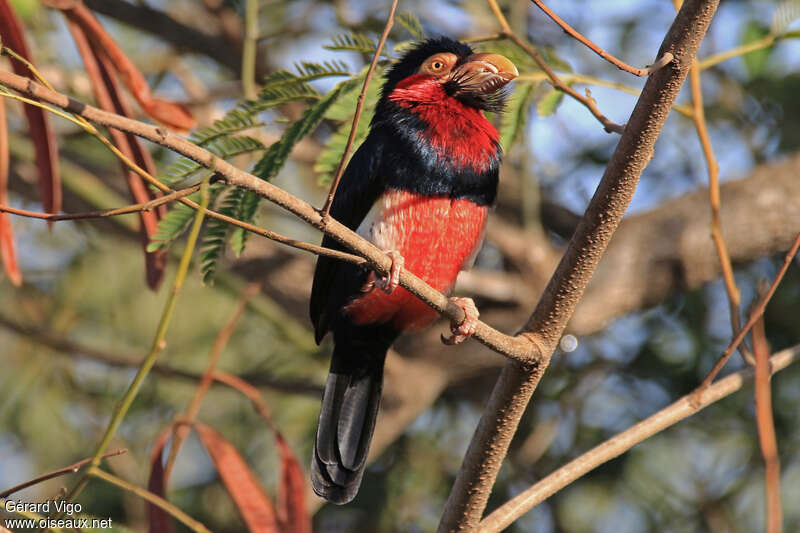 Bearded Barbetadult, identification