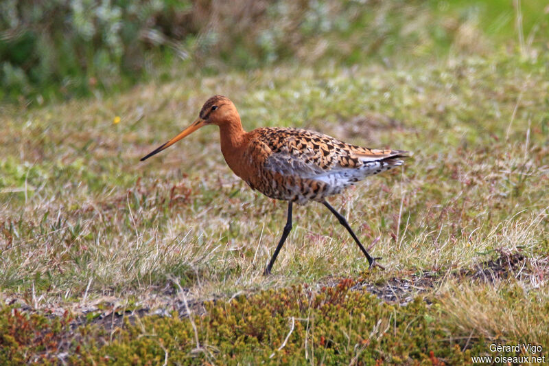 Black-tailed Godwitadult breeding