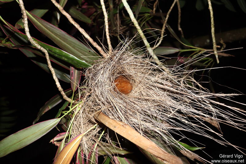 Black-crowned Antshrike female adult, Reproduction-nesting