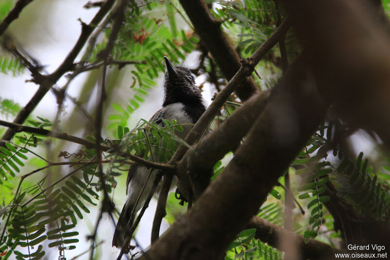 Collared Antshrike male adult