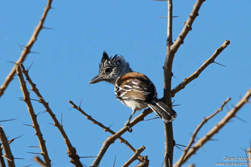 Black-crested Antshrike male adult