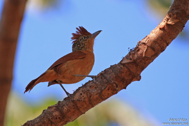 Barred Antshrike female adult