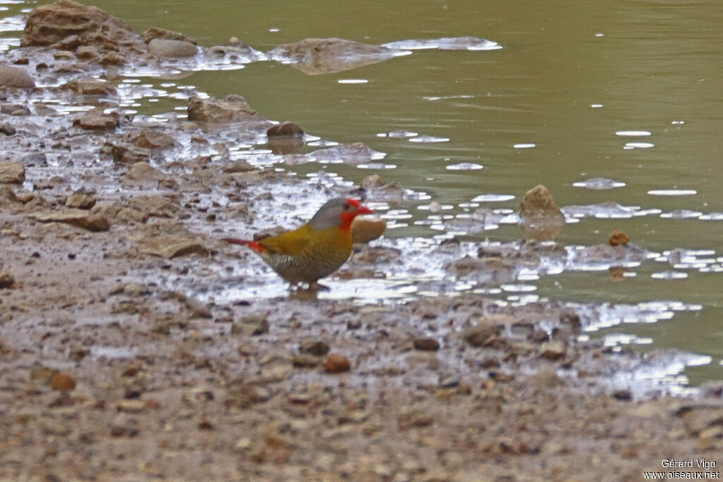 Green-winged Pytilia