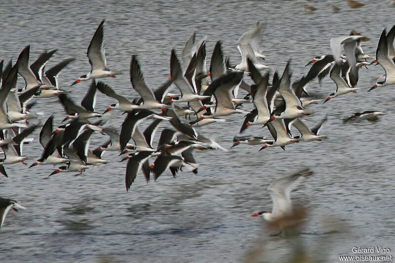 Black Skimmeradult, Flight