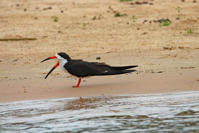 Black Skimmeradult, identification