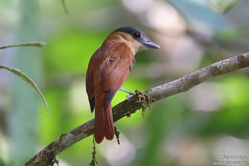 Rose-throated Becardadult