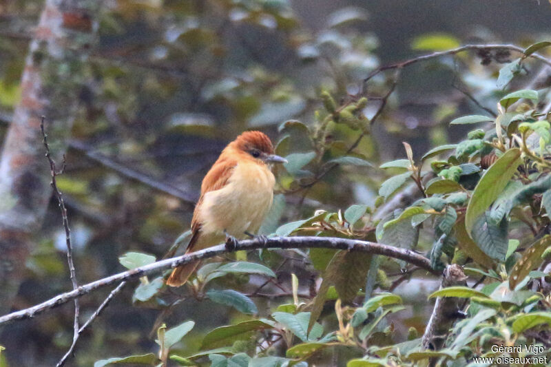 Bécarde unicolore femelle adulte, identification