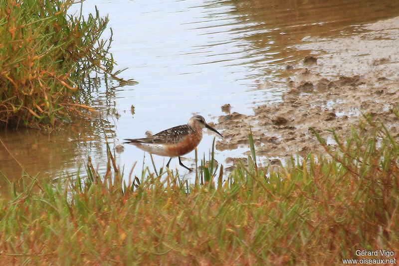 Curlew Sandpiperadult