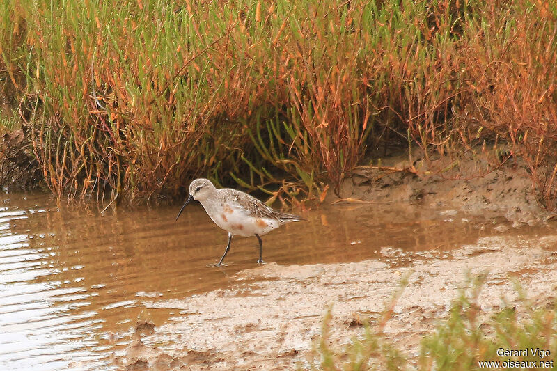 Bécasseau cocorliadulte