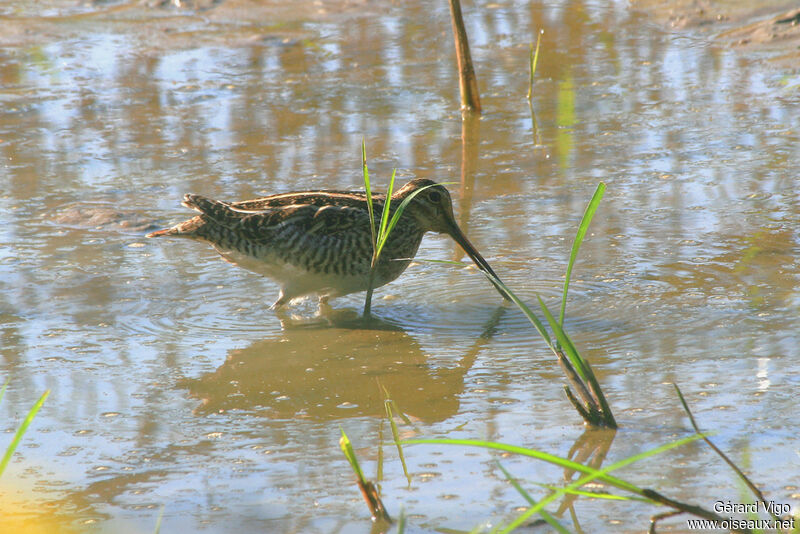 Wilson's Snipeadult